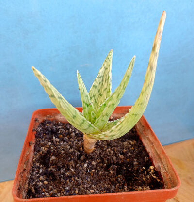Aloe cv. 'Snow Flake'