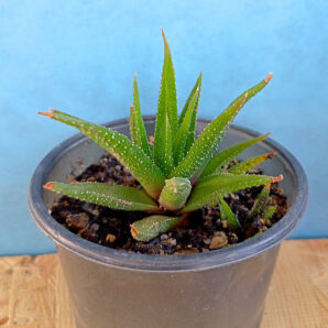Haworthia attenuata v. radula