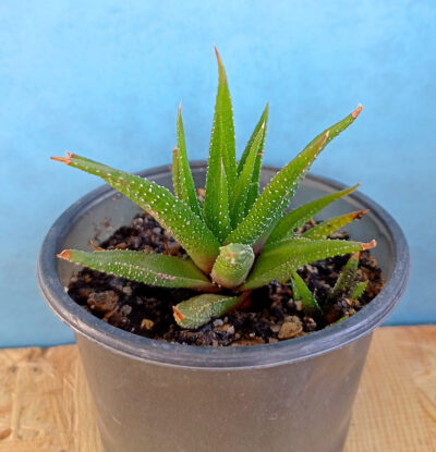 Haworthia attenuata v. radula