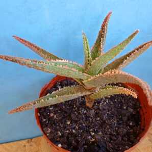 Aloe cv. 'Coral Edge'