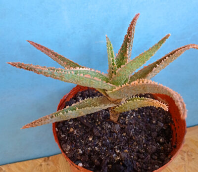 Aloe cv. 'Coral Edge'