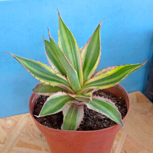 Agave Lophantha 'Quadricolor'