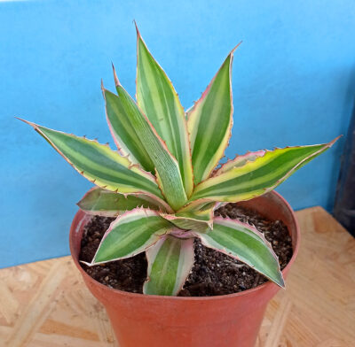 Agave Lophantha 'Quadricolor'