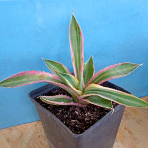 Agave Lophantha 'Quadricolor'