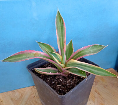 Agave Lophantha 'Quadricolor'