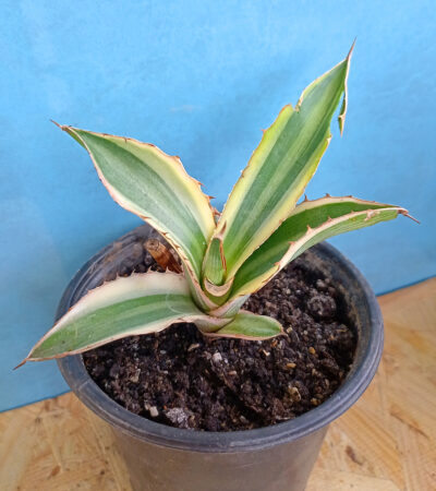 Agave Lophantha 'Quadricolor' - Зображення 2