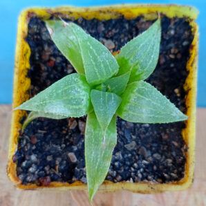 Haworthia mirabilis