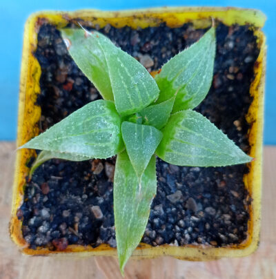 Haworthia mirabilis