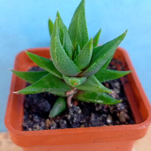 Haworthia tortuosa