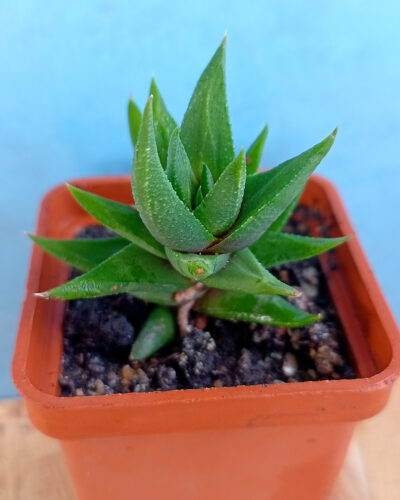 Haworthia tortuosa