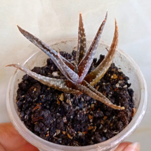 Aloe hybr.