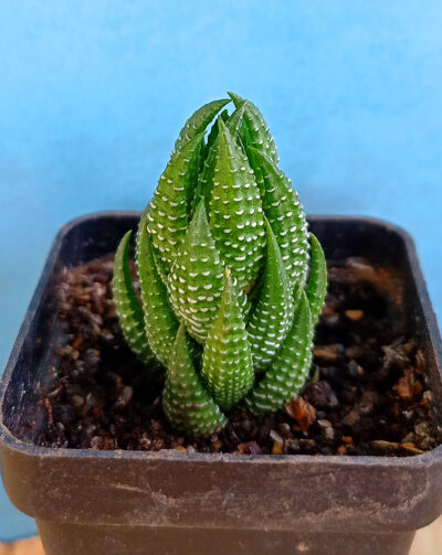 Haworthia reinwardtii - Зображення 2