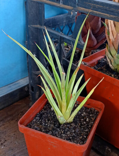 Agave stricta - Зображення 2