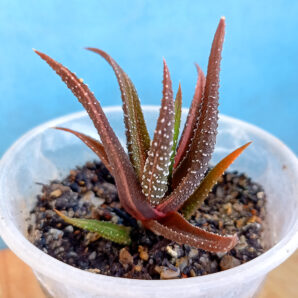 Haworthia attenuata f. variegata