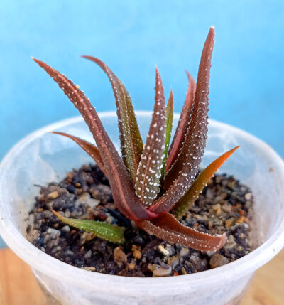 Haworthia attenuata f. variegata