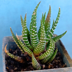 Haworthia fasciata