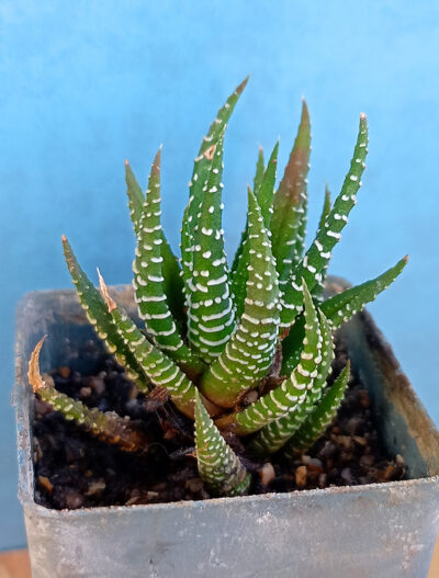 Haworthia fasciata