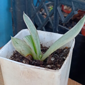 Gasteria nigricans var. marmorata f. variegata