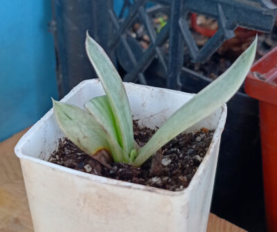 Gasteria nigricans var. marmorata f. variegata