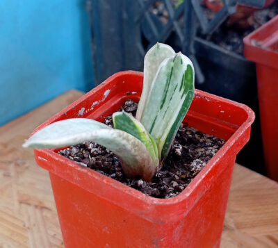 Gasteria nigricans var. marmorata f. variegata