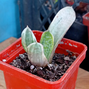 Gasteria nigricans var. marmorata f. variegata