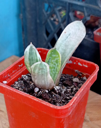 Gasteria nigricans var. marmorata f. variegata