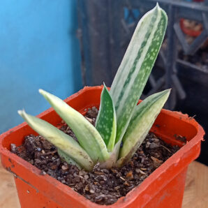 Gasteria nigricans var. marmorata f. variegata