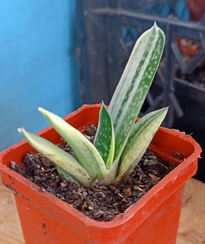Gasteria nigricans var. marmorata f. variegata