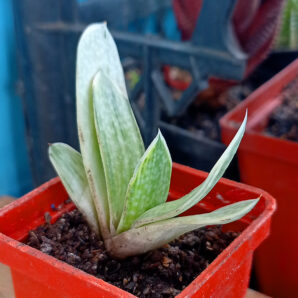 Gasteria nigricans var. marmorata f. variegata
