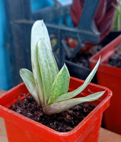 Gasteria nigricans var. marmorata f. variegata