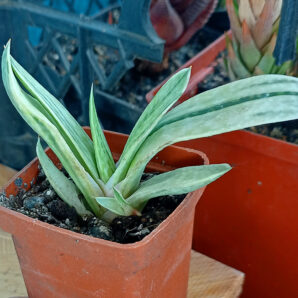 Gasteria nigricans var. marmorata f. variegata