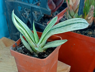 Gasteria nigricans var. marmorata f. variegata