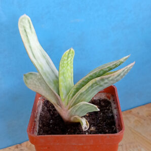Gasteria nigricans var. marmorata f. variegata