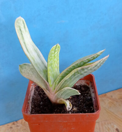 Gasteria nigricans var. marmorata f. variegata