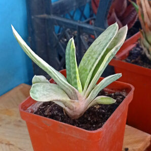 Gasteria nigricans var. marmorata f. variegata