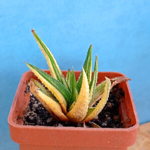 Haworthia attenuata f. variegata