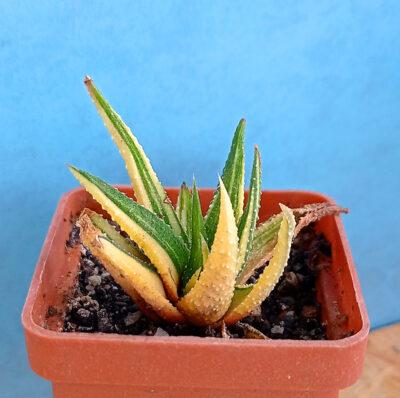 Haworthia attenuata f. variegata
