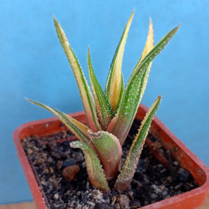 Haworthia attenuata f. variegata