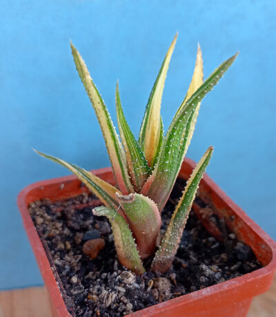 Haworthia attenuata f. variegata