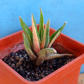 Haworthia attenuata f. variegata