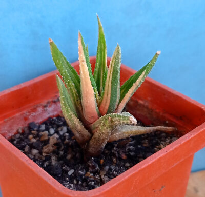Haworthia attenuata f. variegata