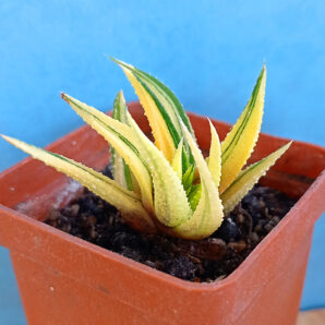 Haworthia attenuata f. variegata