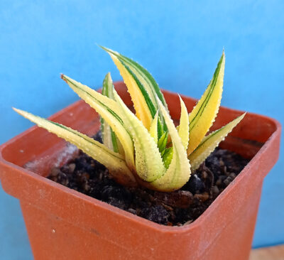 Haworthia attenuata f. variegata