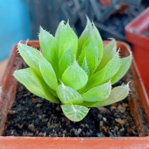 Haworthia cooperi v. pilifera