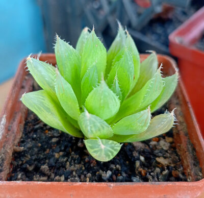 Haworthia cooperi v. pilifera