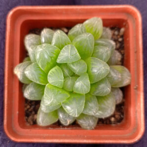 Haworthia cooperi v. truncata