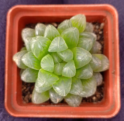 Haworthia cooperi v. truncata
