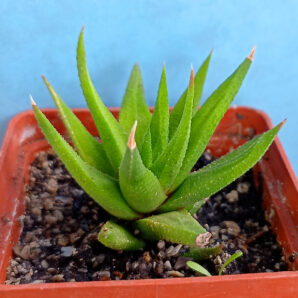 Haworthia attenuata