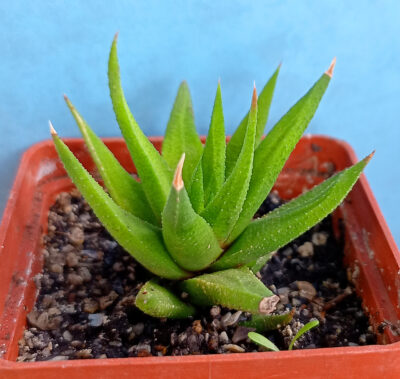 Haworthia attenuata