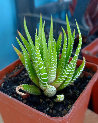 Haworthia fasciata f. variegata white form - Зображення 2